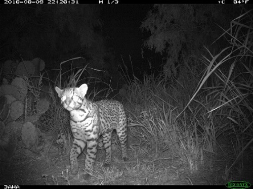 Ocelot approaching a crossing at SH 100 in Texas' Pharr District