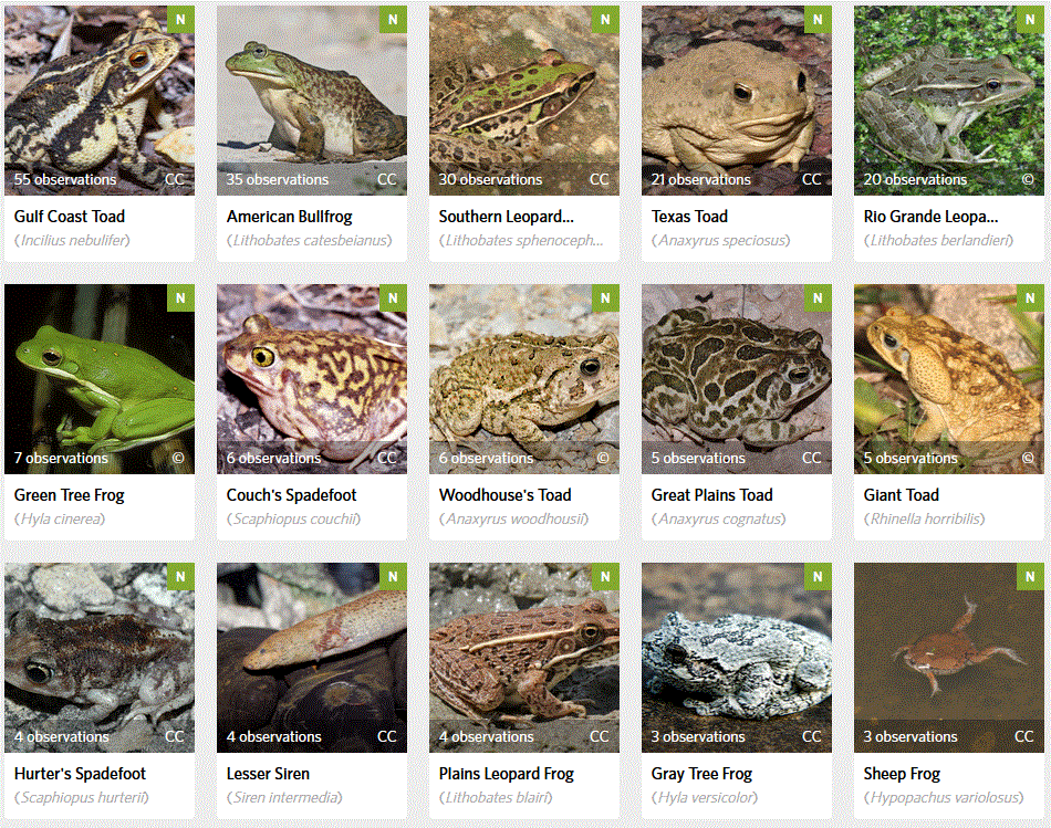 amphibians logged in the Texas Roadkills database in iNaturalist